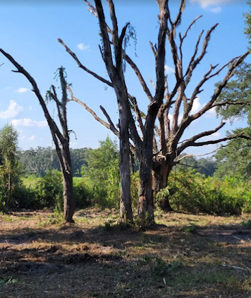 Cleared Levy County acreage with standing hardwoods left after land clearing