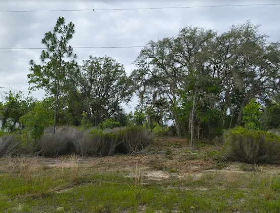 Overgrown Marion County lot with heavy brush before land clearing